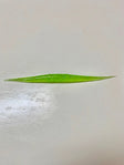 Prime Lime Gold Hologram