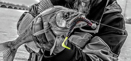 Zipper 5" Original Worm